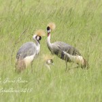 Grey Crested Cranes - Akagera National Park